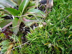 Colobanthus quitensis