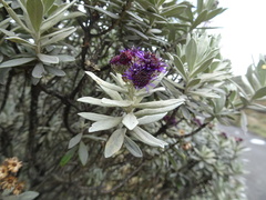 Linochilus schultzii