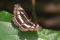 Neptis jumbah jumbah