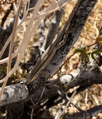 Urosaurus graciosus graciosus