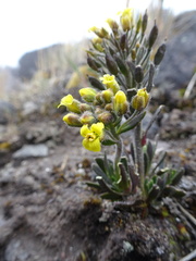 Draba pennell-hazenii