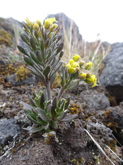 Draba pennell-hazenii