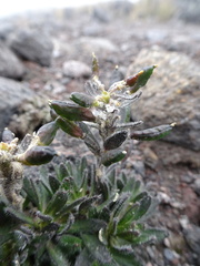 Draba pennell-hazenii