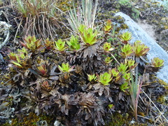 Gentianella selaginifolia