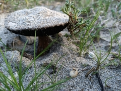 Agaricus devoniensis