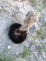 Agaricus devoniensis