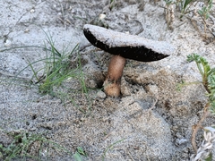 Agaricus devoniensis