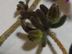 Drosanthemum ambiguum