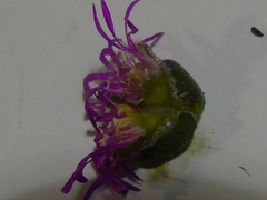 Drosanthemum ambiguum