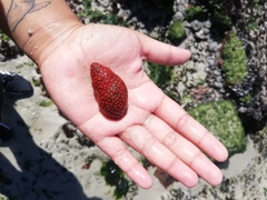 Alcyonidium nodosum