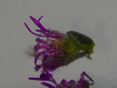 Drosanthemum ambiguum