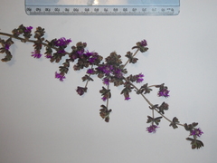 Drosanthemum ambiguum