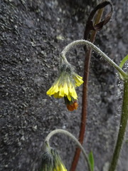 Hieracium avilae