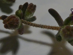 Drosanthemum ambiguum