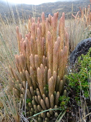 Phlegmariurus crassus