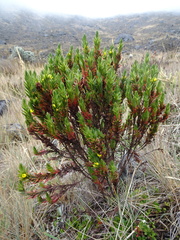 Hypericum lancioides congestiflorum