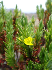 Hypericum lancioides congestiflorum
