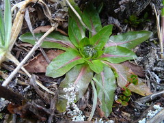 Hypochaeris sessiliflora