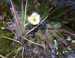 Hypochaeris sessiliflora