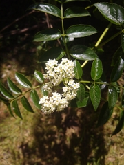 Sambucus australis