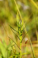 Dulichium arundinaceum