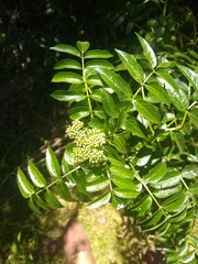 Sambucus australis