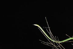 Ahaetulla mycterizans