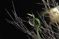 Ahaetulla mycterizans