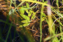 Potamogeton amplifolius