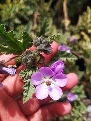Tarasa capitata