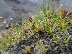 Poa pauciflora