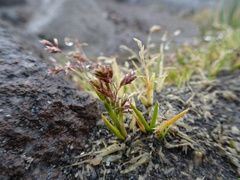 Poa pauciflora