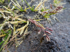 Poa pauciflora