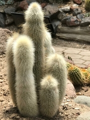Cleistocactus strausii