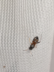 Pilophorus perplexus