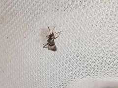 Pilophorus perplexus