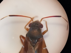 Pilophorus perplexus