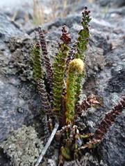 Polystichum orbiculatum