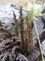 Polystichum orbiculatum