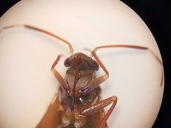 Pilophorus perplexus