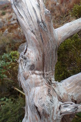 Libocedrus bidwillii