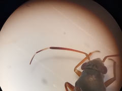 Pilophorus perplexus