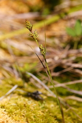 Carex buxbaumii