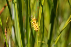 Carex exsiccata