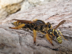 Pogonosoma maroccanum