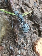 Camponotus eugeniae