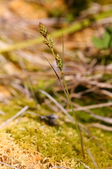 Carex buxbaumii