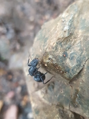Camponotus eugeniae