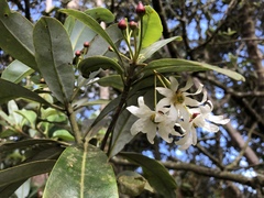 Drimys granadensis