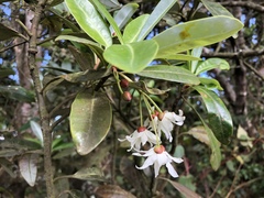 Drimys granadensis